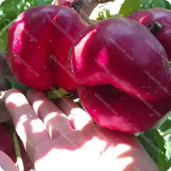 Купити - Інжирний нектарин "Месамбріне" (Mesembrine) Преміальний сорт/ 100-140см / 2 клас