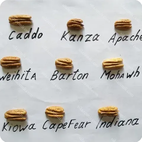 Купити - Пекан Indiana (Indiana)