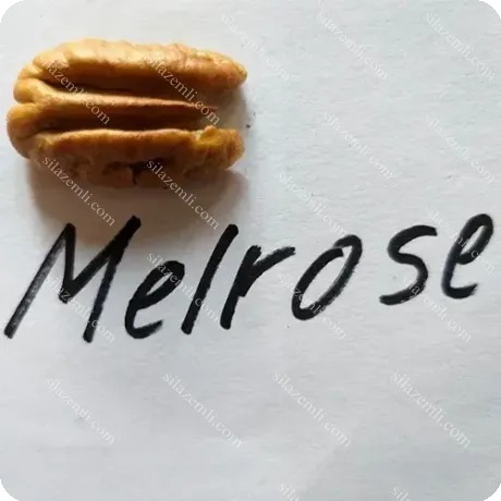 Купить - Пекан Мелроз (Melrose)