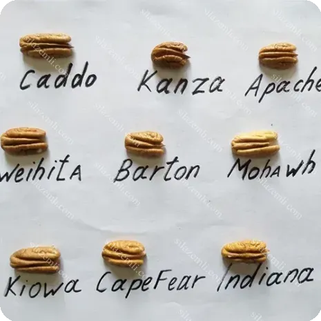Купити - Пекан "Бартон" (Barton)