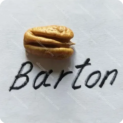 Купити - Пекан "Бартон" (Barton)