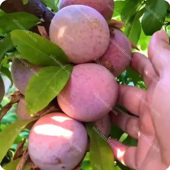 Купити - Плуот "Депл Денді" (Dapple Dandy) 100-140см / 2 клас