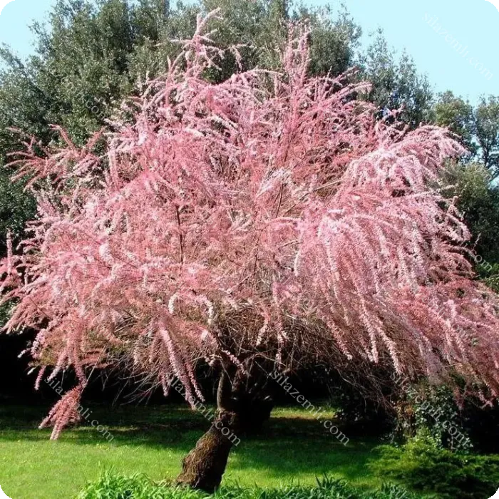 Купити - Тамарикс дрібноквітковий рожевий / Tamarix parviflora / Бісерник/С2