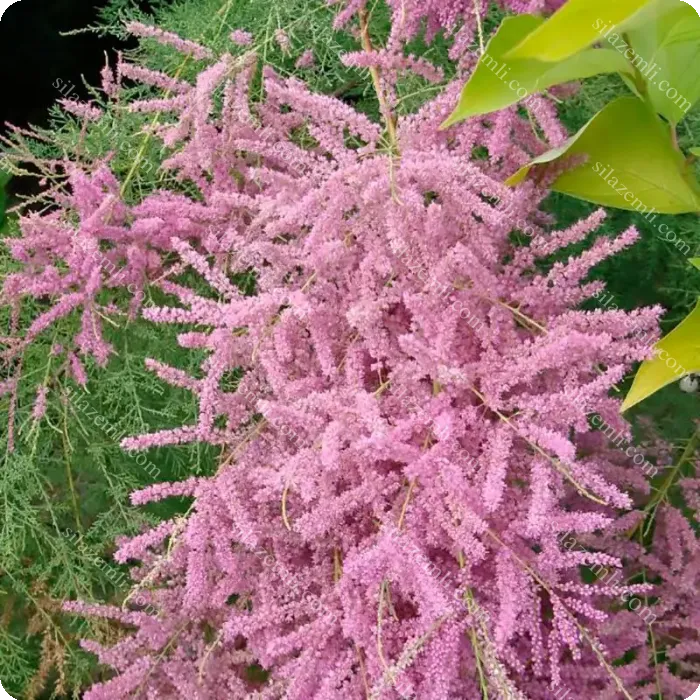Купити - Тамарикс дрібноквітковий рожевий / Tamarix parviflora / Бісерник/С2