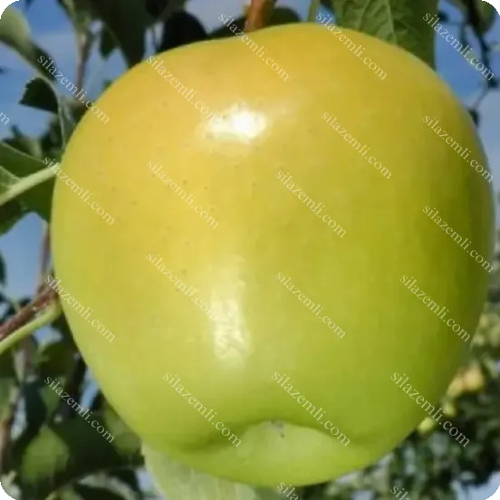 Купить - Яблоня "Луна" (Luna) иммунный, зимний сорт / 100-140см / 2 класс