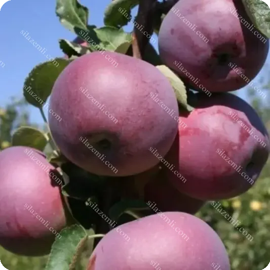 Купити - Яблуня "Вільямс Прайд" (Viliam Pride) преміальний, літній сорт/ 150-190см / 1 клас