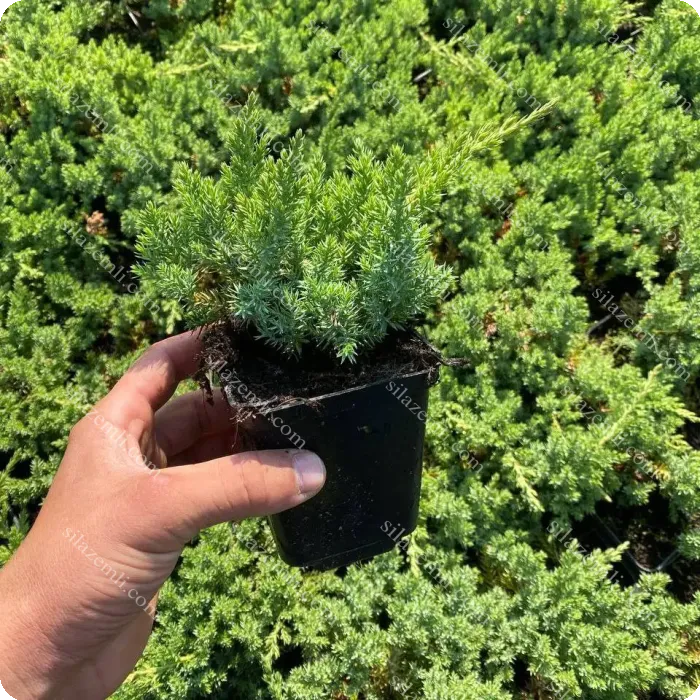 Купити - Ялівець лежачий Нана (procumbens Nana) Р9 / D10см