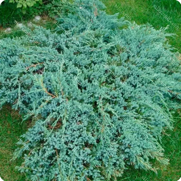 Купити - Ялівець лускатий Блю Карпет С2 / D25-35см